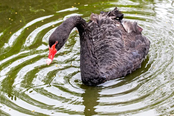 Portrait Cygne Noir Gros Plan — Photo