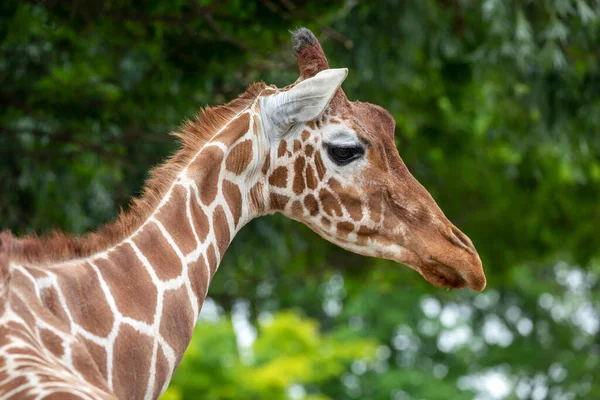 Ritratto Una Giraffa Nella Riserva Caccia — Foto Stock