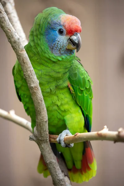 Porträt Des Papageien Von Ara — Stockfoto