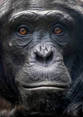 Şempanze maymunu doğal ortamında vuruldu