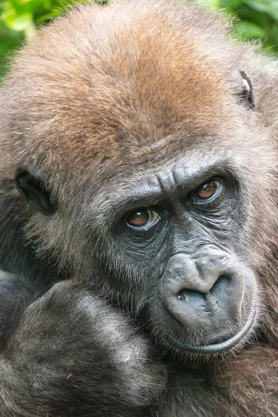 Fiatal Gorillát Lelőtték Természetes Környezetben — Stock Fotó