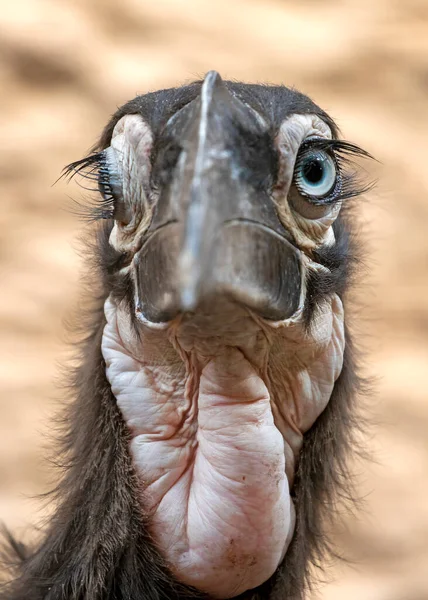 Close Shot Young Southern Ground Hornbill Bucorvus Leadbeateri Natural Habitat — Stock Photo, Image