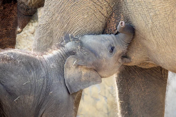 Kleine Aziatische Olifant Elephas Maximus Eten Melk Van Moeder Geschoten — Stockfoto