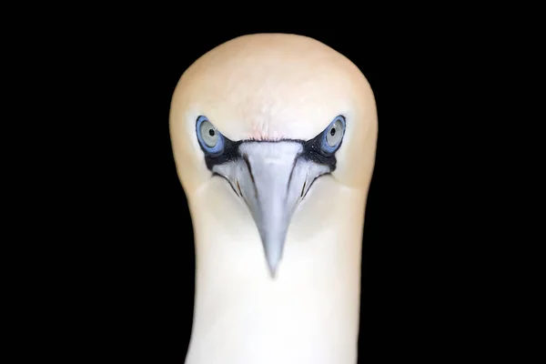 Сердитий Вигляд Білого Птаха Morus Bassanus Природному Середовищі Проживання — стокове фото