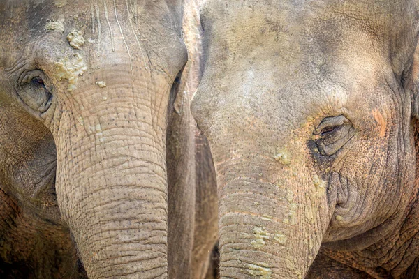 Dos Elefantes Disparados Hábitat Natural — Foto de Stock