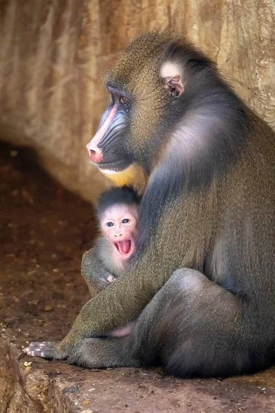 Babuino Con Disparo Niño Hábitat Natural — Foto de Stock