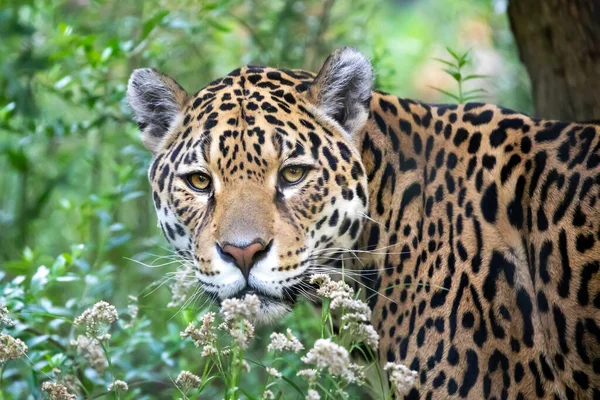Jovem Jaguar Tiro Habitat Natural Grama — Fotografia de Stock
