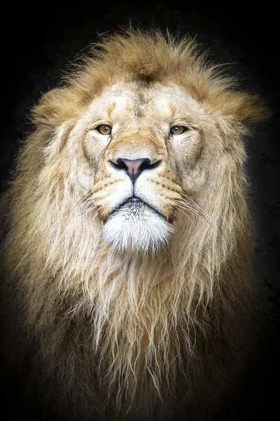 Erwachsener Löwe Auf Dunklem Hintergrund — Stockfoto