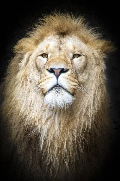 adult lion on dark background