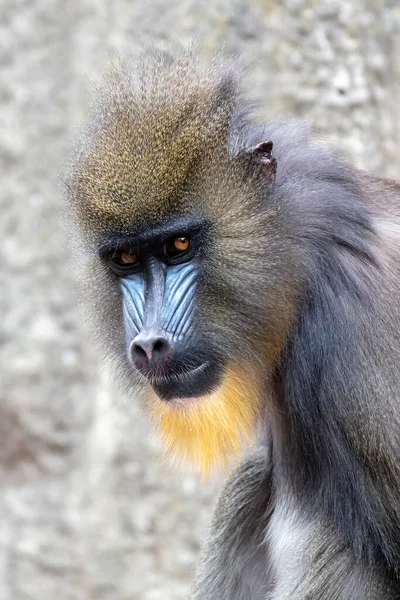 서식지에서 개코원숭이 스핑크스 — 스톡 사진