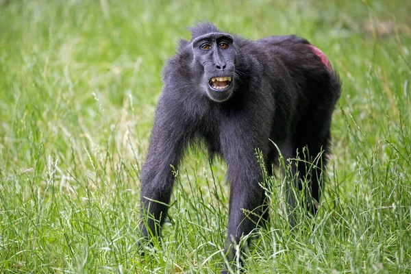 Close Crested Macaque Monkey Wild Animal — Stock Photo, Image