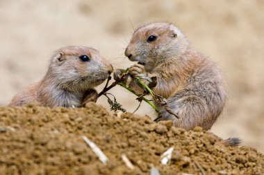 Ormanda siyah kuyruklu çayır köpeği (Cynomys ludovicianus)