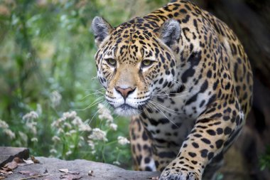 Closeup portrait of Jaguar (Panthera Onca) on blurred background clipart