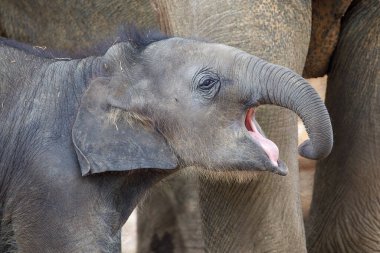 Küçük Asya fili (Elephas maximus) doğal yaşam ortamında annesinin yanında.