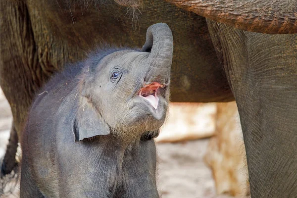 Small Asian Elephant Elephas Maximus Mother Natural Habitat — Stock Photo, Image