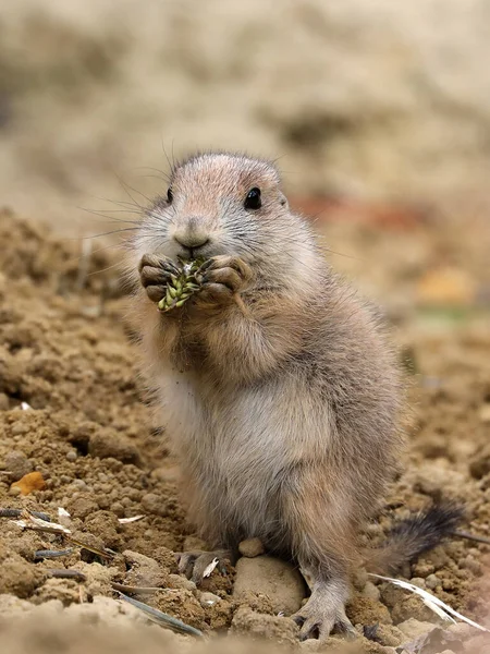 Black tailed prairie dog (Cynomys ludovicianus) in forest — Stock Photo, Image