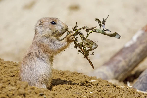 Perro de la pradera de cola negra (Cynomys ludovicianus) en el bosque — Foto de Stock