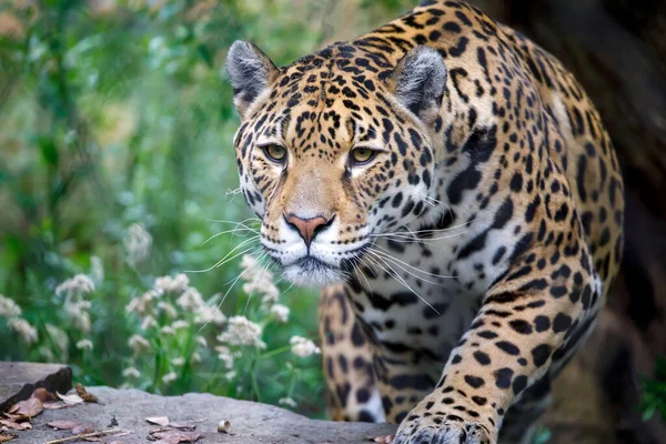 Jaguar Panthera Onca 在模糊背景下的特写 — 图库照片