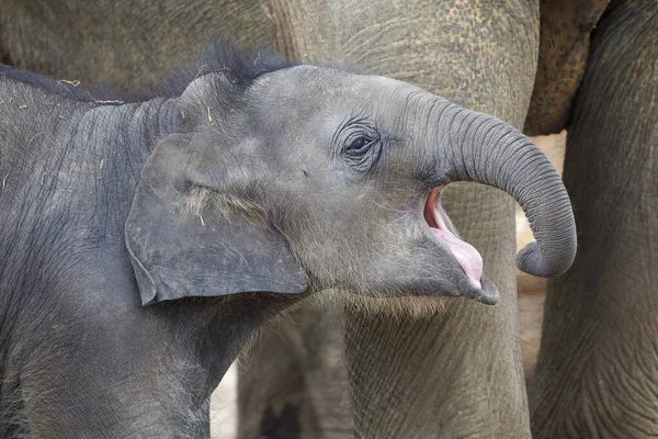 Kis Ázsiai Elefánt Elephas Maximus Anya Közelében Természetes Élőhelyen — Stock Fotó
