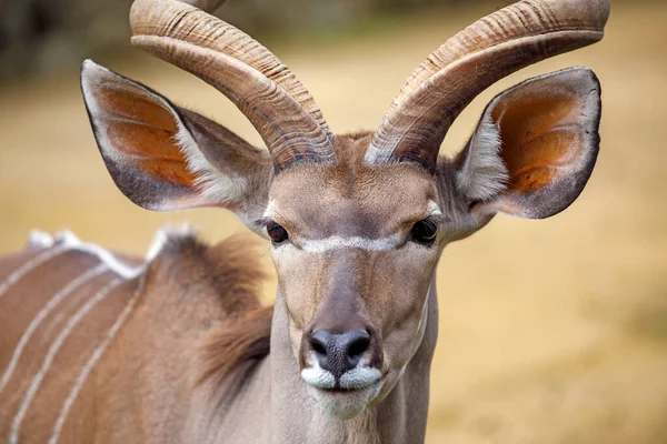 Gran Kudu (Tragelaphus strepsiceros ) — Foto de Stock
