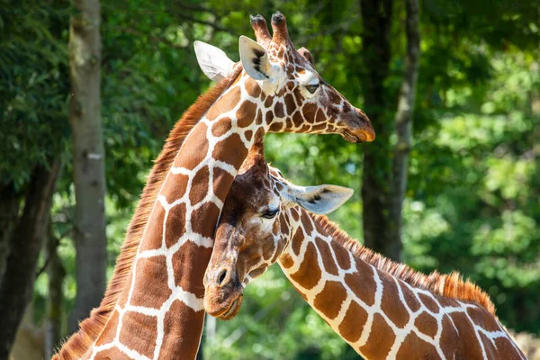 Żyrafa Giraffa Camelopardalis Reticulata Zwierzęta Razem Lecie Natura — Zdjęcie stockowe