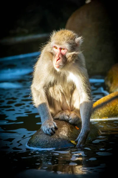 Wild Japanese macaque (Macaca fuscata) in nature — Stock Photo, Image