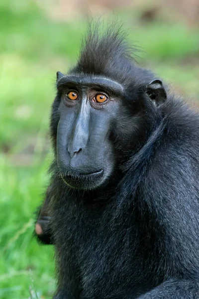 Crested Black Macaque Macaca Nigra Nature — Stock Photo, Image