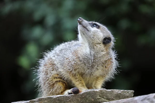 Meerkat Cercopithecini Sedí Kameni Dívá Nahoru — Stock fotografie