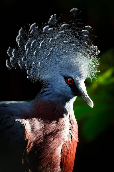 Victoria pájaro palomo coronado (Goura victoria) — Foto de Stock