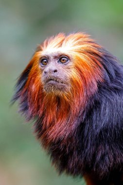Altın başlı aslan tamarini (Leontopithecus chrysomelas)