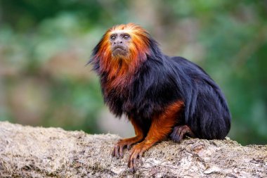 Altın başlı aslan tamarini (Leontopithecus chrysomelas)