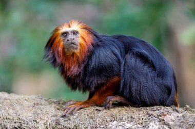 Altın başlı aslan tamarini (Leontopithecus chrysomelas)