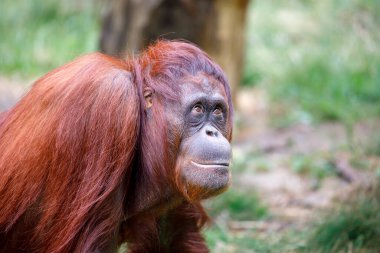 Arka planda Bornean orangutanı (Pongo pygmaeus) yakın plan portresi