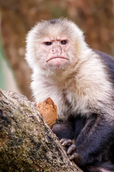 Colombian white-faced capuchin — Stock Photo, Image