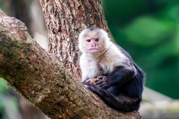 Capuchino colombiano de cara blanca — Foto de Stock