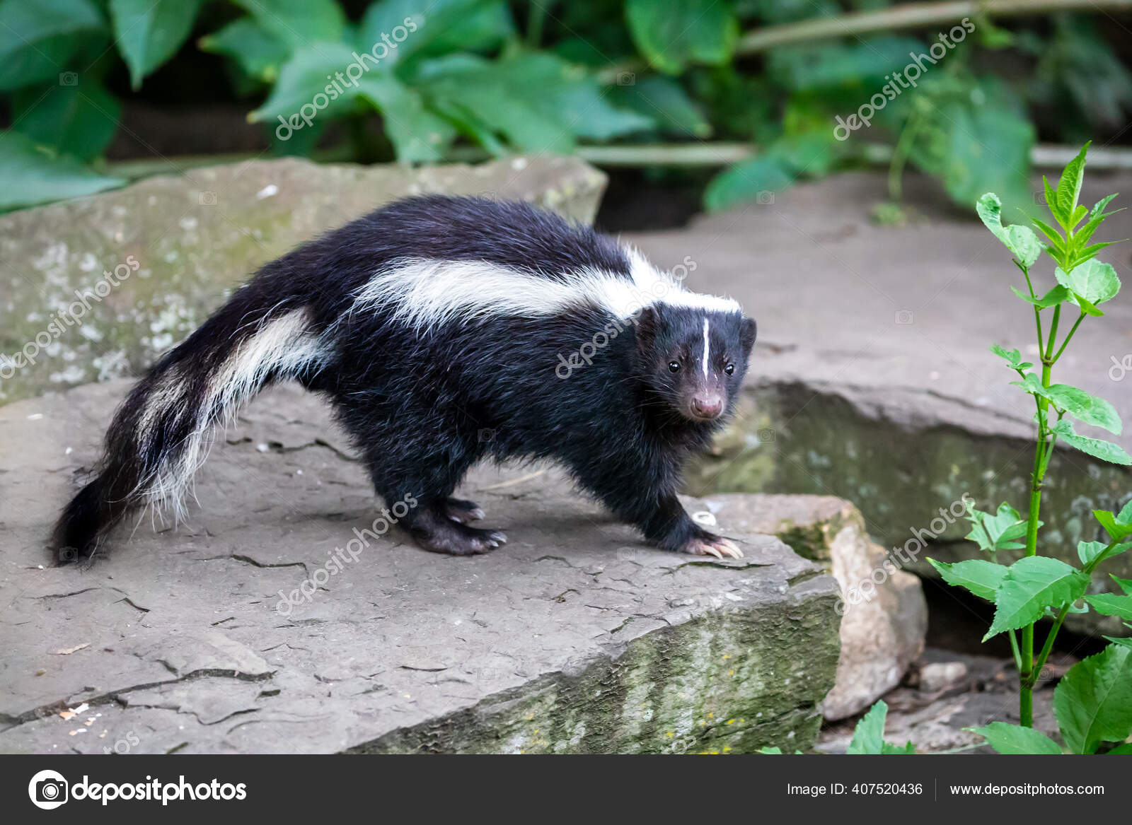 Striped skunk (Mephitis mephitis) in nature Stock Photo by ©EBFoto