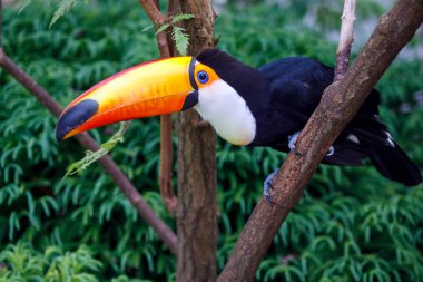Güzel Ramphastidae 'ye yaklaş.