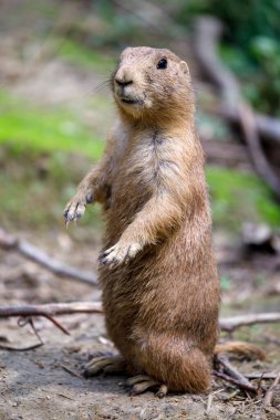 Şirin, siyah kuyruklu çayır köpeğinin (Cynomys ludovicianus)