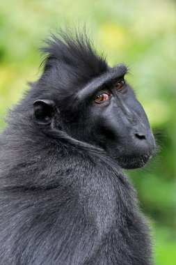 Celebes Crested Makaque 