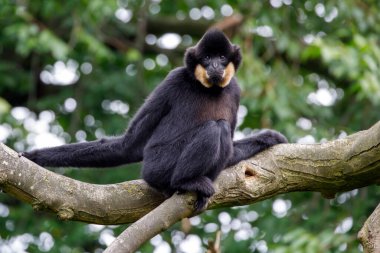 Ormandaki bir Gibbon maymununun yakın görüntüsü
