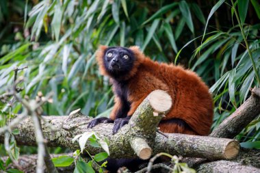 Kırmızı Yakalı Lemur (Varecia yakutu)