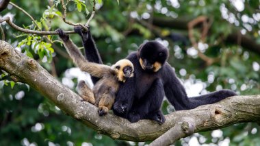Ormandaki sarı yanaklı maymunun (Nomascus gabriellae) yakın görüntüsü