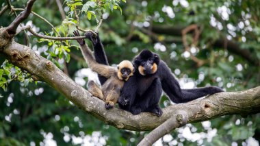 close image of a Yellow Cheeked Gibbon (Nomascus gabriellae) monkeys in the forest clipart