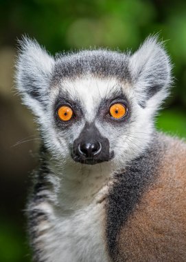 Halka Kuyruklu Lemur