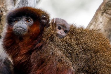 sevimli bakırımsı Titi maymunlarının (Callicebus cupreus)
