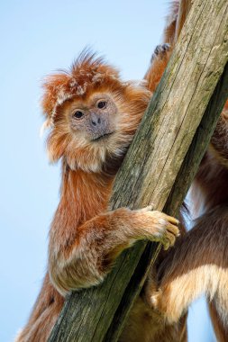 Langur maymunu ağaçta oturuyor.