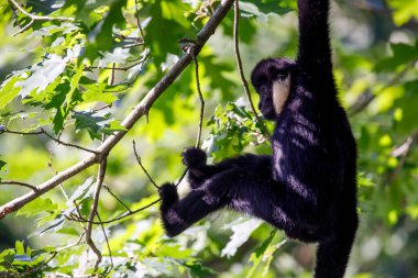 Ormandaki Kuzey beyaz yanaklı bir maymunun (Nomascus leucogenys) yakın görüntüsü