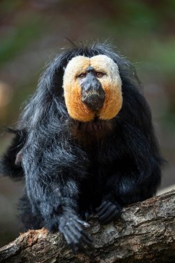 Beyaz yüzlü saki maymunu (Pithecia pithecia), vahşi hayvan.