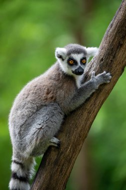 Halka Kuyruklu Lemur