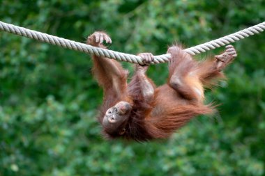 Arka planda Bornean orangutanı (Pongo pygmaeus) yakın plan portresi